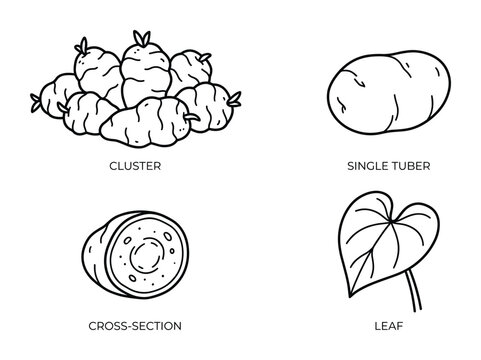 Jicama cluster, single tuber, cross-section and leaf drawing vector illustration set
