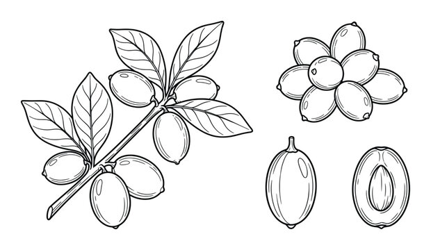 Jujube fruit set with branch leaves and cross section berry in hand drawn linear sketch style vector