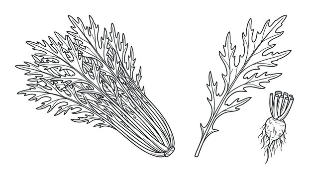 Mizuna lettuce greens hand drawn sketch showing leaf detail and small root plant for organic salad