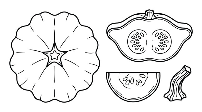 Pattypan squash vector line art collection whole and sliced vegetable unusual shape with seeds isolated natural healthy food ingredient