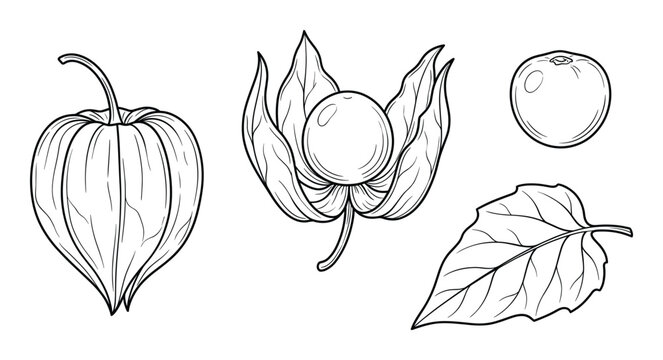 Physalis hand drawn black outline vector sketch of plant with fruit, husk, and leaf