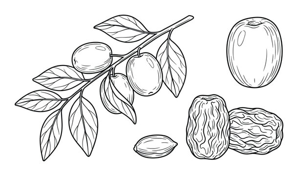 Plum tree branch with fruits and leaves, raw and dried plums, almond nut, natural organic food