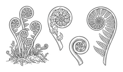 Set of fiddlehead fern elements hand drawn vector illustration scroll shape isolated black outline © GoDesigner
