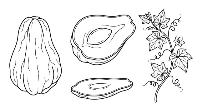 Set of chayote elements hand drawn vector illustration whole sliced halves vine isolated black outline