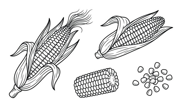 Set of corn elements hand drawn vector illustration whole broken cob grains isolated black outline