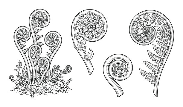 Set of fiddlehead fern elements hand drawn vector illustration scroll shape isolated black outline