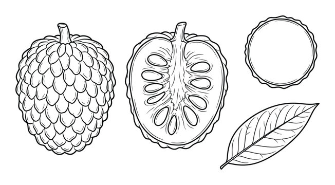 Sugar apple custard apple vector sketch set including whole fruit half with seeds and single leaf
