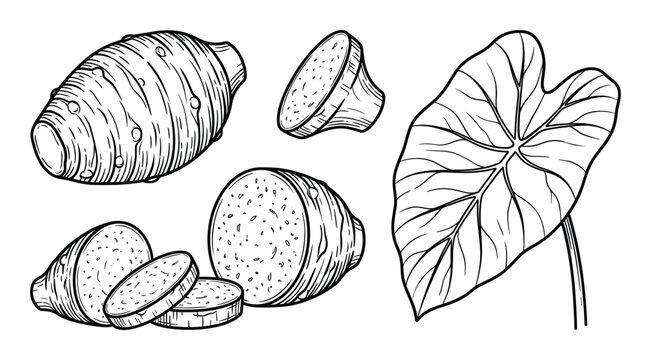 Taro hand drawn black outline vector sketch of whole root, sliced pieces, and leaf