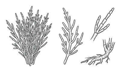 Wild rosemary bush and dried stems with roots, herbal plant illustration, natural seasoning detail © GoDesigner