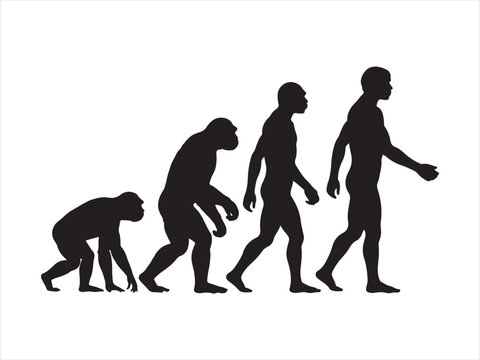 A black silhouette graphic depicting the gradual biological evolution of humans from primates Vector, illustration