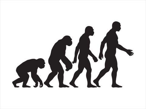 A black silhouette graphic depicting the gradual biological evolution of humans from primates Vector, illustration