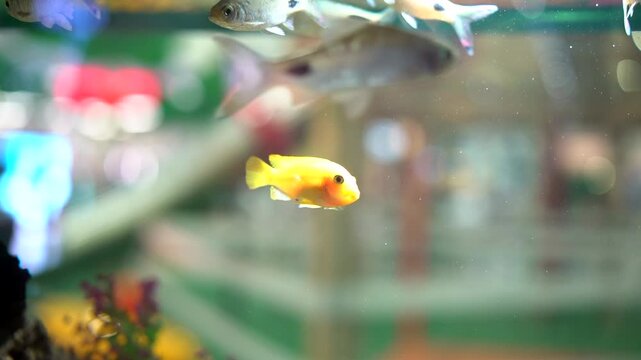 Colorful cichlid floating in tank with decorations for pet store and aquatic hobby content