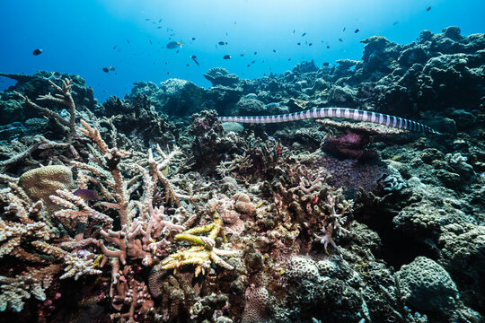 Sea Krait Crawling Over Colorful Coral Landscape