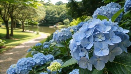 Obraz premium Hydrangea Oasis: A captivating tableau of vibrant blue hydrangeas, creating a serene floral haven along a tranquil garden path, leading the eye toward a peaceful pond.