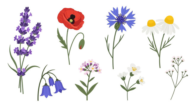 Elegant Collection of Hand Drawn Wildflowers Including Lavender, Red Poppy, Blue Cornflower, and White Daisy. Flat Vector Illustration Isolated on White Background