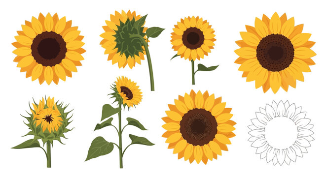 Sunflower Vector Collection with Various Yellow Flower Heads, Green Leaves, a Bud, and Line Art Outline Isolated on White Background for Floral Design Projects.