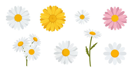 Fototapeta premium Beautiful Vector Set of Colorful Daisy Flower Illustrations, White Daisies with Yellow Centers, Pink and Yellow Blooms, Floral Graphics on a White Background.