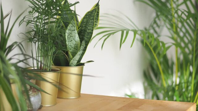 Houseplants in gold pots on wooden table with sunlight indoors.