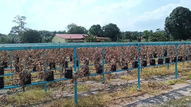 Rows of  withered grapevines in pots on a farm in Malaysia. failed Fertigation technique of planting. its a small vineyard or a  grape nursery. in malaysia