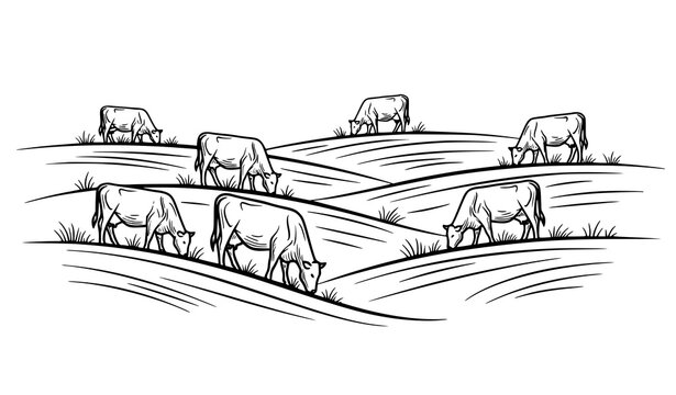 Herd of cows grazing on rolling hills black white sketch vector illustration farm landscape isolated