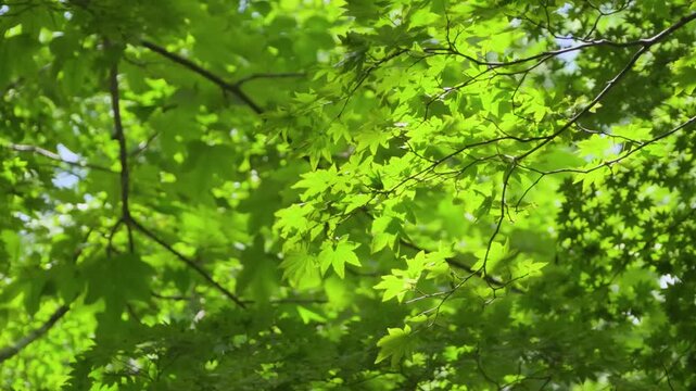 250706長野県奥志賀渓谷雑魚川沿いのカエデ