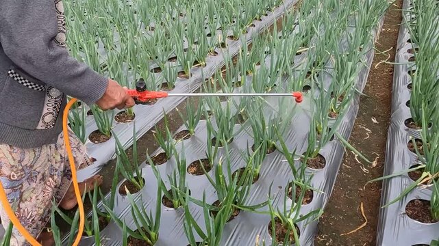 Farmer spraying pesticides on rows of green onion plants in a field using a backpack sprayer