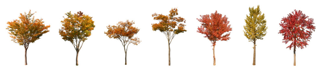 Fototapeta premium Set of tree and the frontal street trees isolated png on a transparent background perfectly cuto