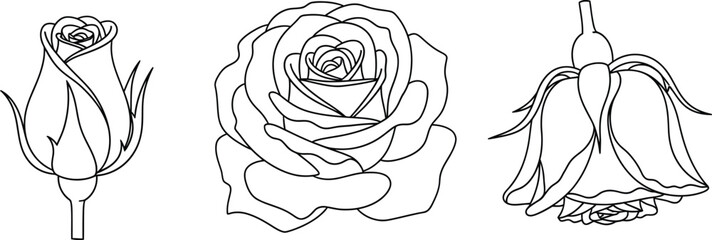 Set of rose flower illustrations depicting different stages of bloom from bud to full blossom and wilting in a minimalist line art style © Zohaib