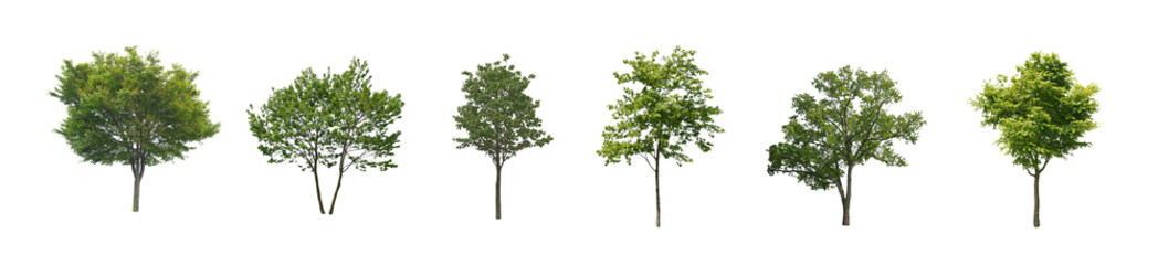 Set of  tree and the frontal street trees isolated png on a transparent background perfectly cuto © xue
