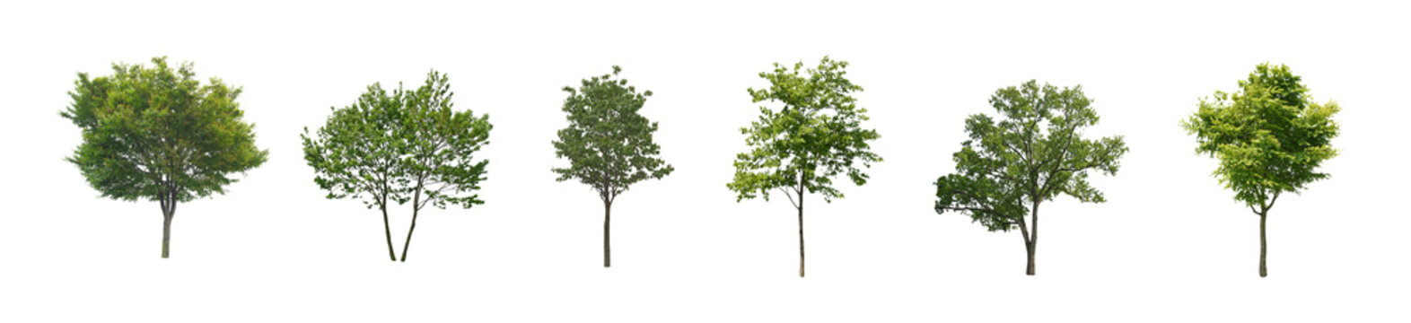 Set of  tree and the frontal street trees isolated png on a transparent background perfectly cuto