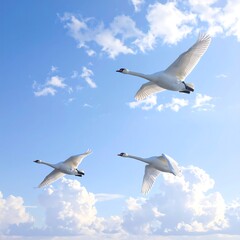 Fototapeta premium Three white swans flying in a blue sky with fluffy clouds