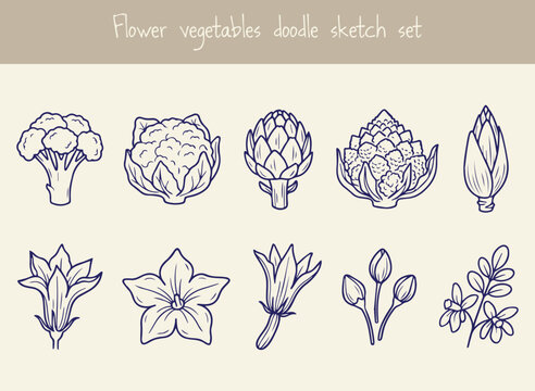 Set of flower vegetables doodle sketch icons including cauliflower artichoke and broccoli isolated on white background hand drawn edible flower collection for healthy organic cooking menu.