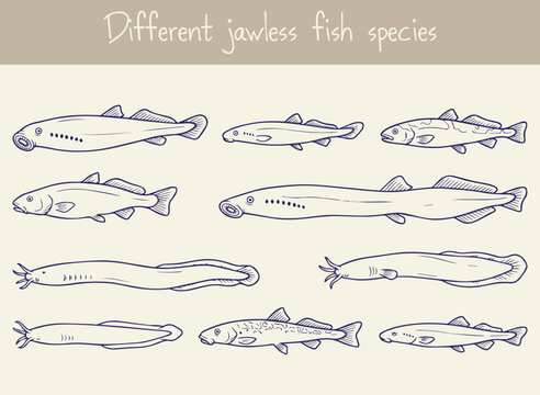 Collection of different jawless fish species illustrated in a simple line art style, showcasing unique aquatic forms.