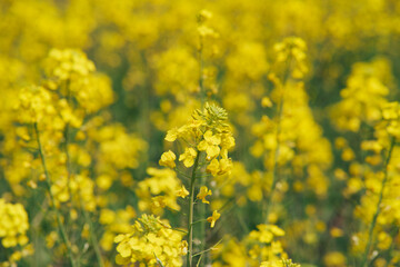 Obraz premium Rapeseed flower standing out in soft yellow field background