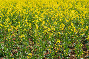Fototapeta premium Blooming rapeseed flowers in a vibrant yellow field under soft natural daylight