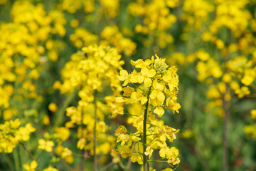 Fototapeta premium Rapeseed flower standing out in soft yellow field background
