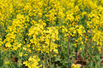 Obraz premium Bright yellow canola flowers blooming in a rural spring field, beautiful rapeseed blossom under soft natural light