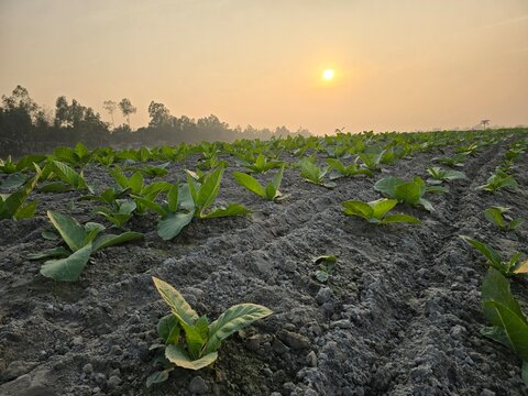 commercial tobacco growing Tobacco Field