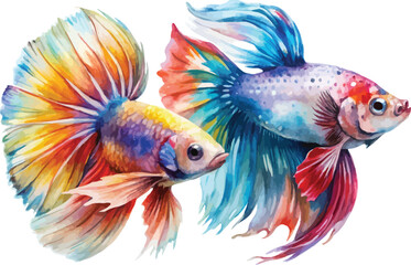 Fototapeta premium Watercolor Colorful Betta Fish Clipart, Aquarium Fish Illustration, Isolated on White
