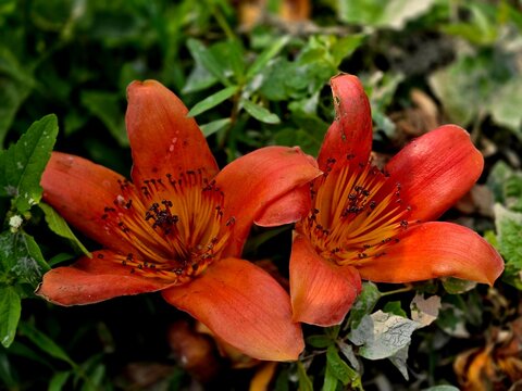 Bombax ceiba flower, known as red silk-cotton tree flowers