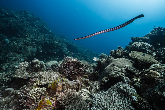 Wild Sea Krait Navigating Through Coral Structures