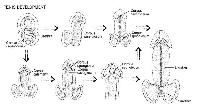 Sequential sketch chart of penis development showing stages of growth of corpus cavernosum and corpus spongiosum around the urethra, illustrating how embryonic genital structures fold, fuse and elonga