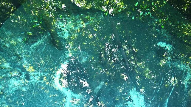 緑豊かな清流の風景 穏やかに流れる川と水草 湧水と癒やしの水辺 豊かな自然環境 エコロジー