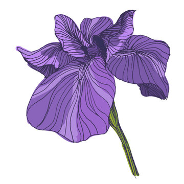 Beautiful blooming iris flowers in garden, purple and blue Siberian iris blossoms in spring nature, decorative floral background with elegant iris petals and green leaves
