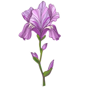 Beautiful blooming iris flowers in garden, purple and blue Siberian iris blossoms in spring nature, decorative floral background with elegant iris petals and green leaves