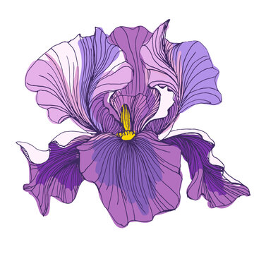 Beautiful blooming iris flowers in garden, purple and blue Siberian iris blossoms in spring nature, decorative floral background with elegant iris petals and green leaves