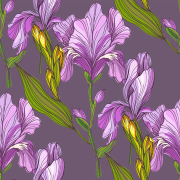 Beautiful blooming iris flowers in garden, purple and blue Siberian iris blossoms in spring nature, decorative floral background with elegant iris petals and green leaves