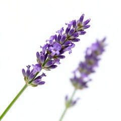 Obraz premium Close - up of Purple Lavender Flowers with Green Stem