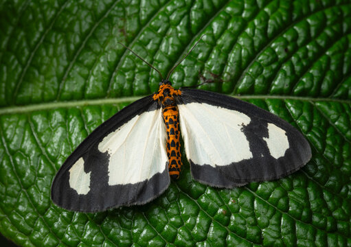 Black and white moth on green leaf, macro close-up