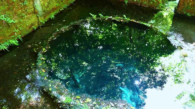 緑豊かな清流の風景 穏やかに流れる川と水草 湧水と癒やしの水辺 豊かな自然環境 エコロジー